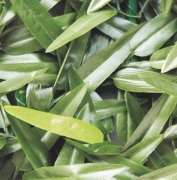 Siepe artificiale Bamboo mt 1 x 3 Mondo Verde